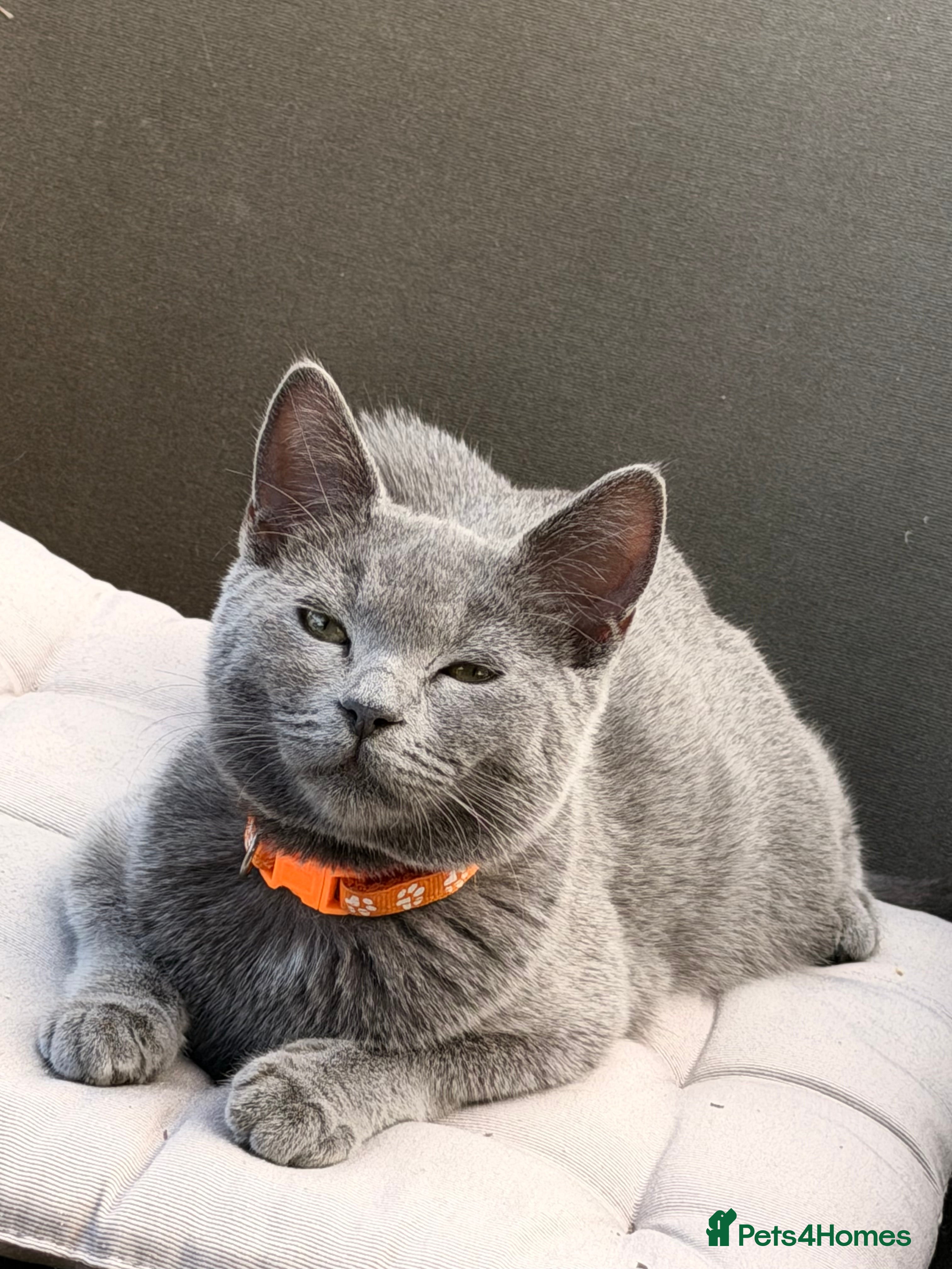 British Shorthair cats Gorgeous British shorthair 💙💙 - Advert 2