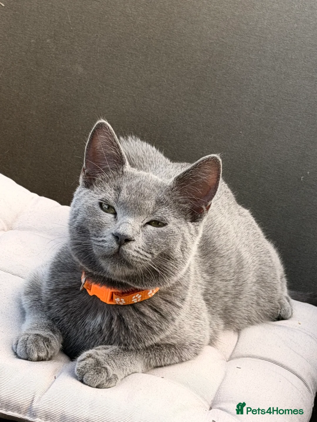 British Shorthair cats for sale: Gorgeous British shorthair 💙💙 - Advert 2