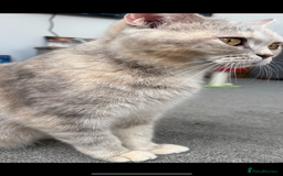 British Shorthair cats for sale: Chunky Pedigree British short hair kittens *ready* - Image 11