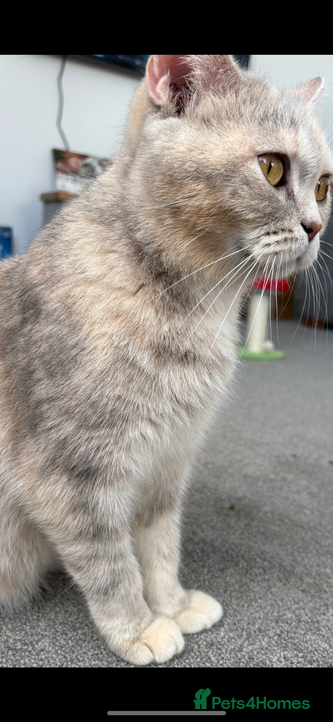 British Shorthair cats for sale: Chunky Pedigree British short hair kittens *ready* - Image 11
