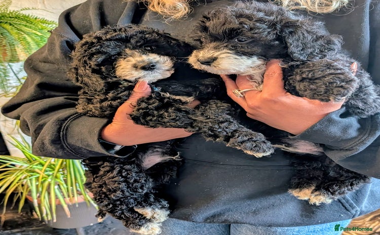 Cavapoochon dogs - Advert 2