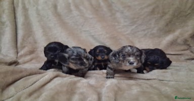 Cocker Spaniel dogs - Advert 3