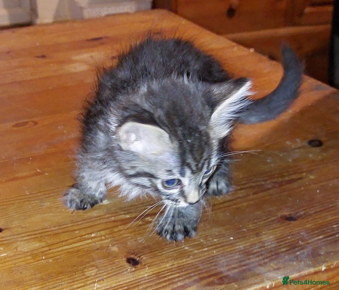 Mixed Breed cats for sale: Beautiful ragdoll bengal kittens  - Image 7