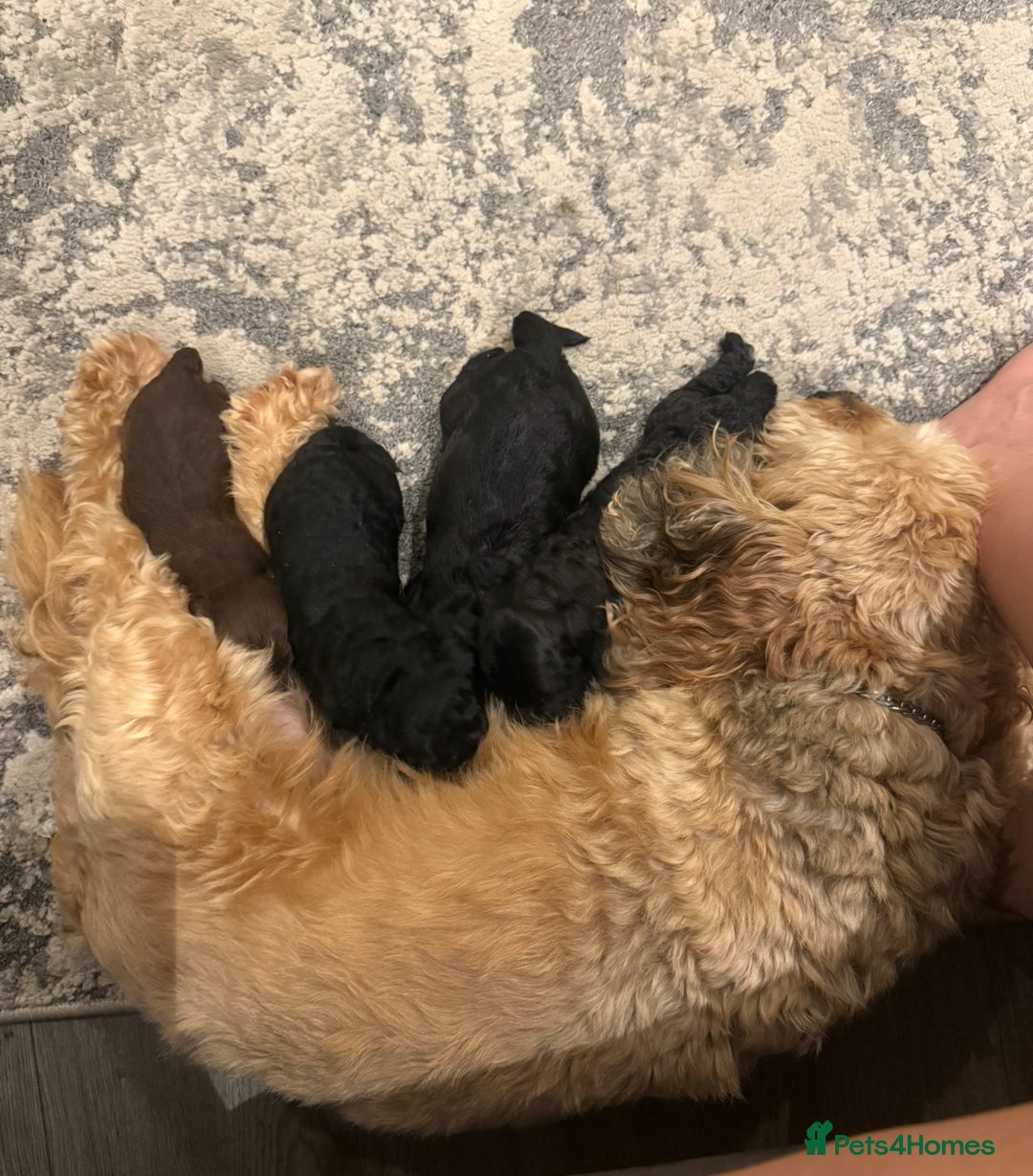 Cockapoo dogs for sale: Beautiful f1b cockapoos  - Image 5