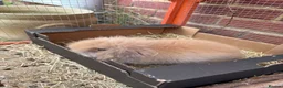 Mixed Breed rabbits for sale: Male Baby Rabbit lion/lop bunny - Advert 2