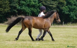 Dartmoor horses for sale: Teddy - Image 1