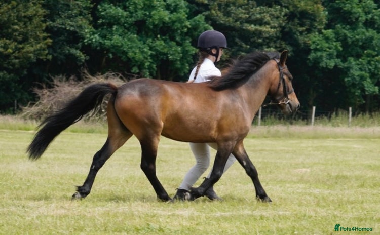 Dartmoor horses - Advert 1