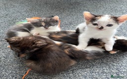 Mixed Breed cats for sale: Kittens for sale - Image 14