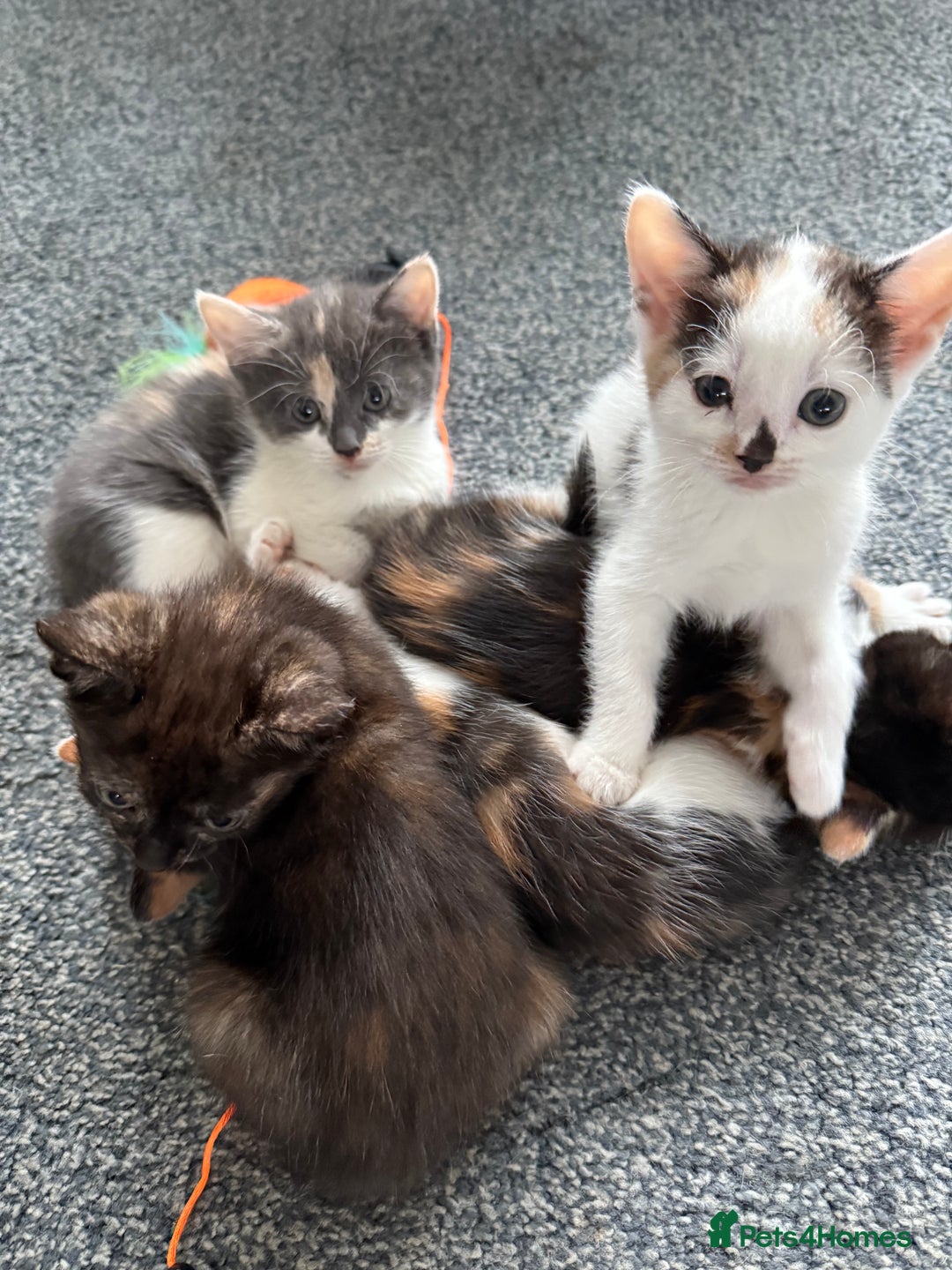 Mixed Breed cats for sale: Kittens for sale - Image 14