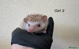 Pygmy Hedgehog rodents for sale: African Pygmy baby hedgehogs for sale  - Advert 2