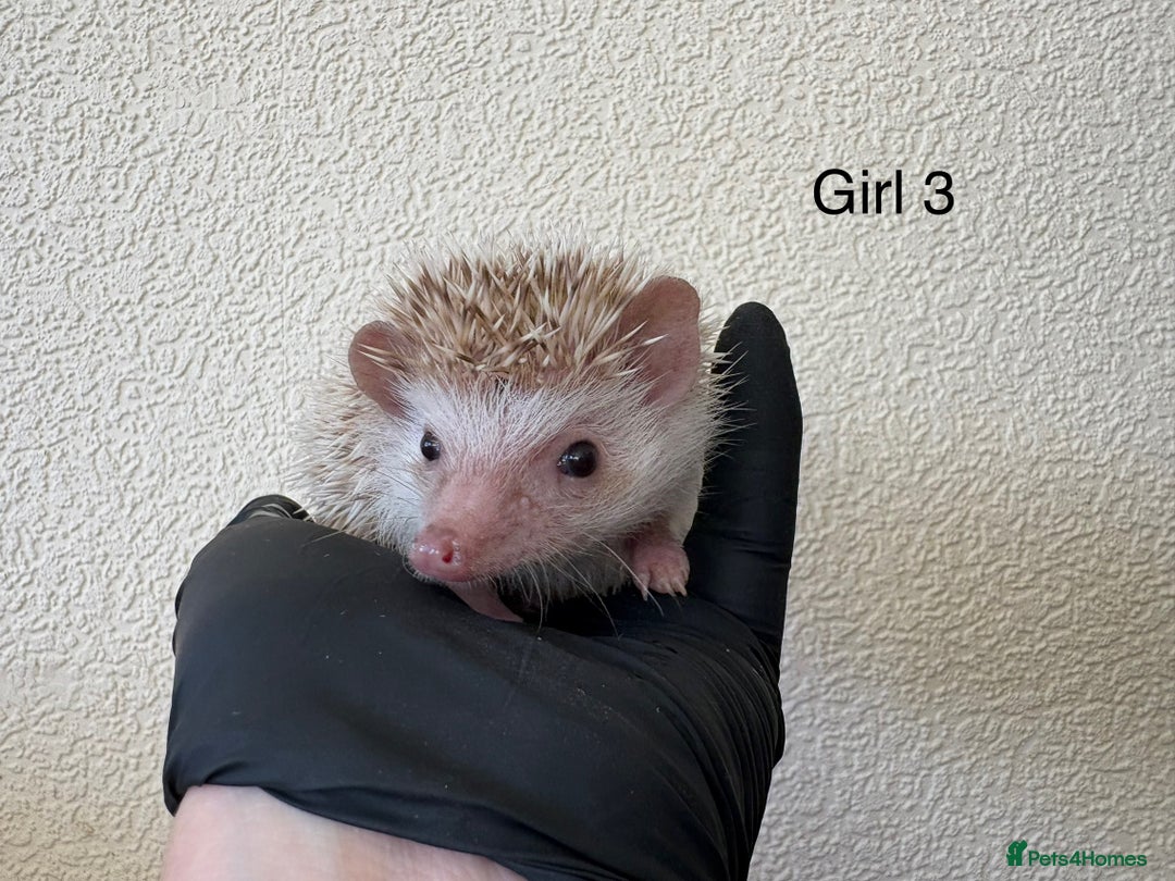 Pygmy Hedgehog rodents for sale: African Pygmy baby hedgehogs for sale  - Advert 2