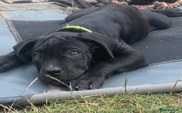 Cane Corso dogs for sale: Big Pure Cane Corso Puppies Ready Now!  - Image 29