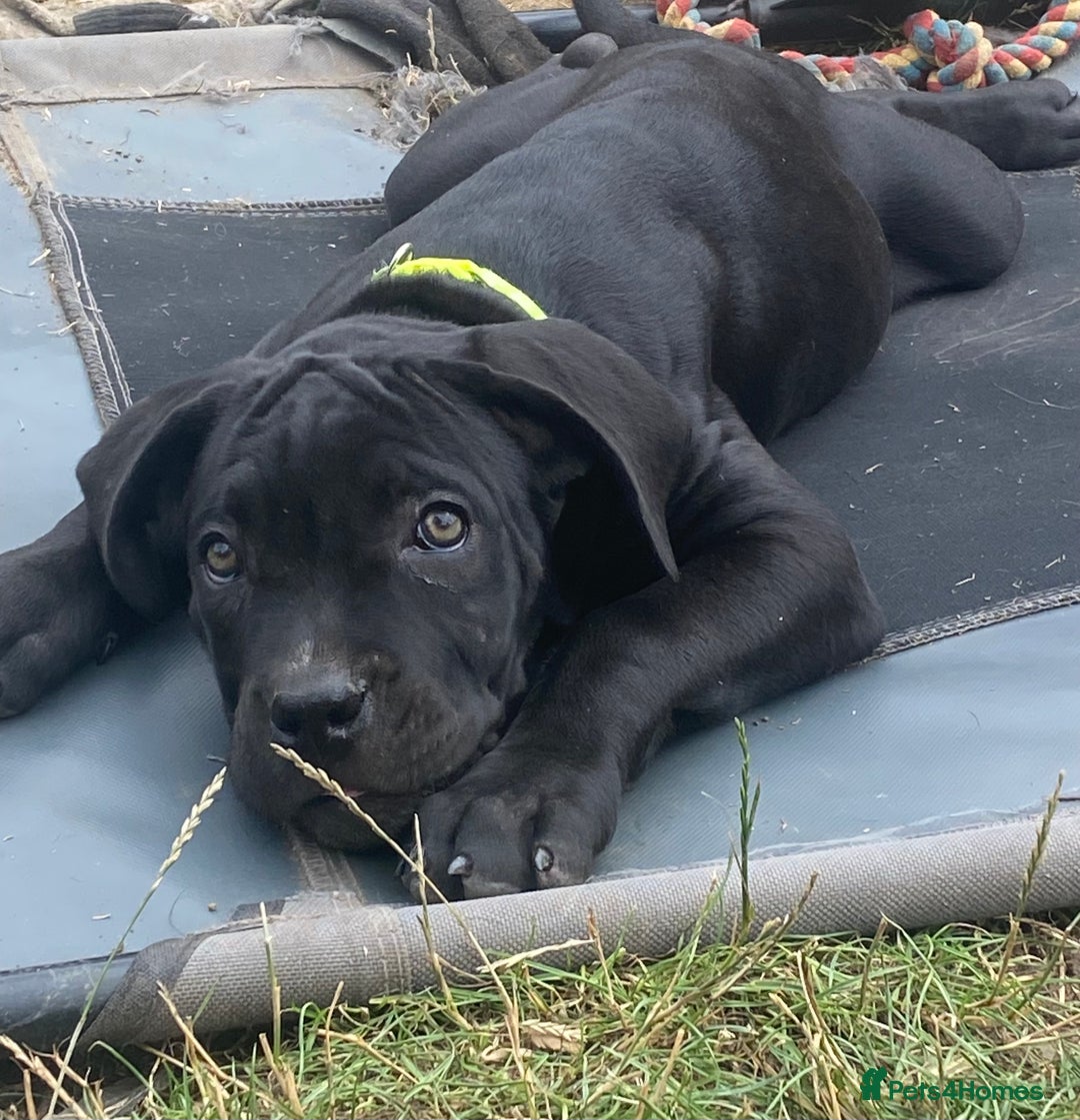 Cane Corso dogs for sale: Big Pure Cane Corso Puppies Ready Now!  - Image 29