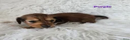 Miniature Dachshund dogs for sale: STUNNING KC SHADED RED LONG HAIR - Advert 4
