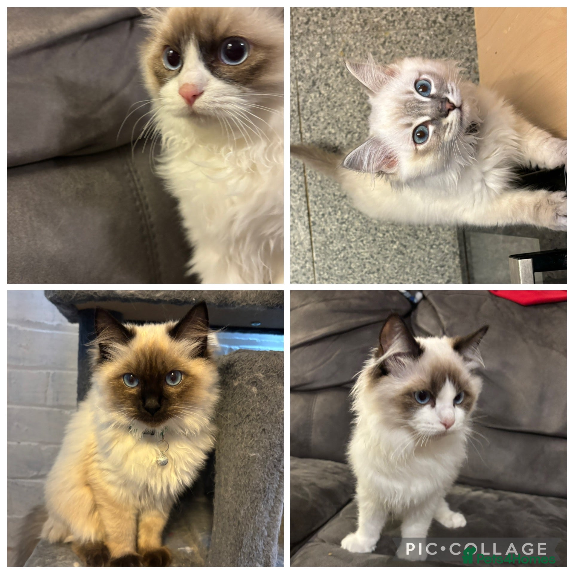 Ragdoll cats Beautiful pedigree ragdoll fur babies ready to go! - Advert 1