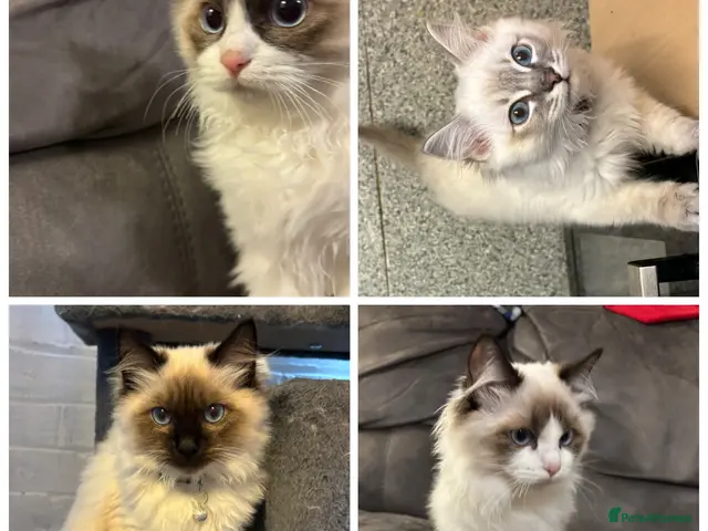 Ragdoll cats Beautiful pedigree ragdoll fur babies ready to go! - Advert 1