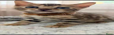 Bengal 2 Brown collar male 