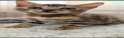 Bengal cats for sale: Quality Bengal kittens - Advert 4