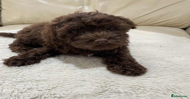 Cavapoo dogs - Advert 15