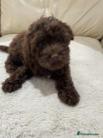 Cavapoo dogs - Advert 15