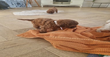 Cavapoo dogs - Advert 2