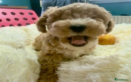 Maltipoo dogs for sale: Toy Maltipoo puppies  - Image 21