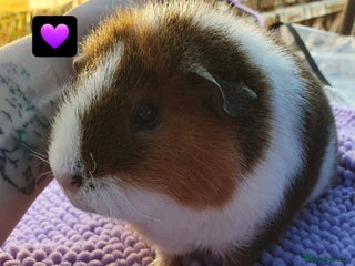 Guinea Pig rodents Beautiful guinea pigs - Advert 9