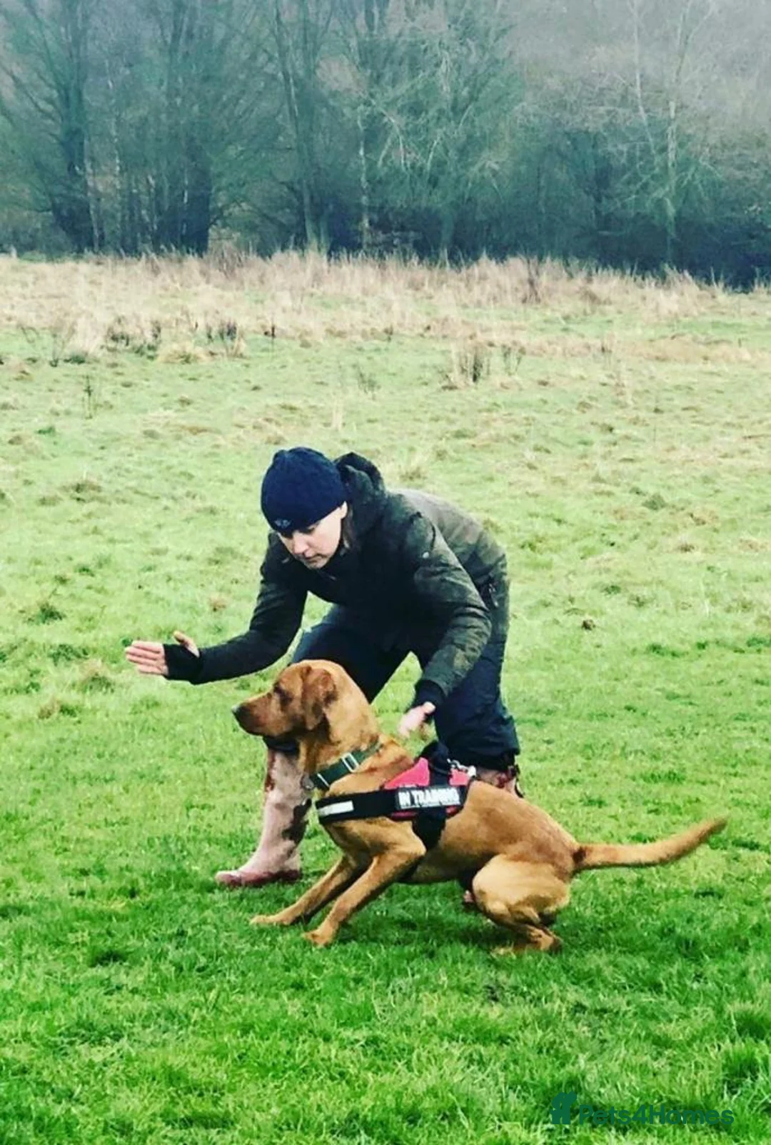 Labrador Retriever dogs for stud: Fox red Labrador available for stud - Proven in Melton Mowbray - Advert 11