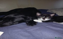 Mixed Breed cats for sale: 4 Beautiful Kittens - Image 6