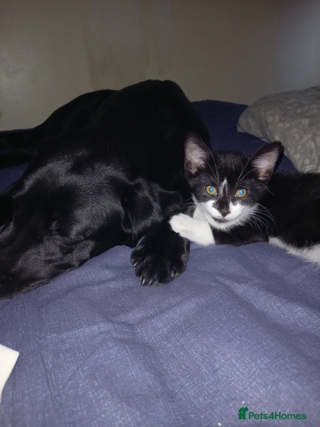 Mixed Breed cats for sale: 4 Beautiful Kittens - Image 6