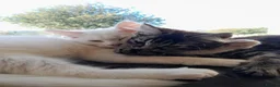 Mixed Breed cats for sale: 4 attractive Turkish Angora/Maine Coon kittens in Newquay - Advert 21