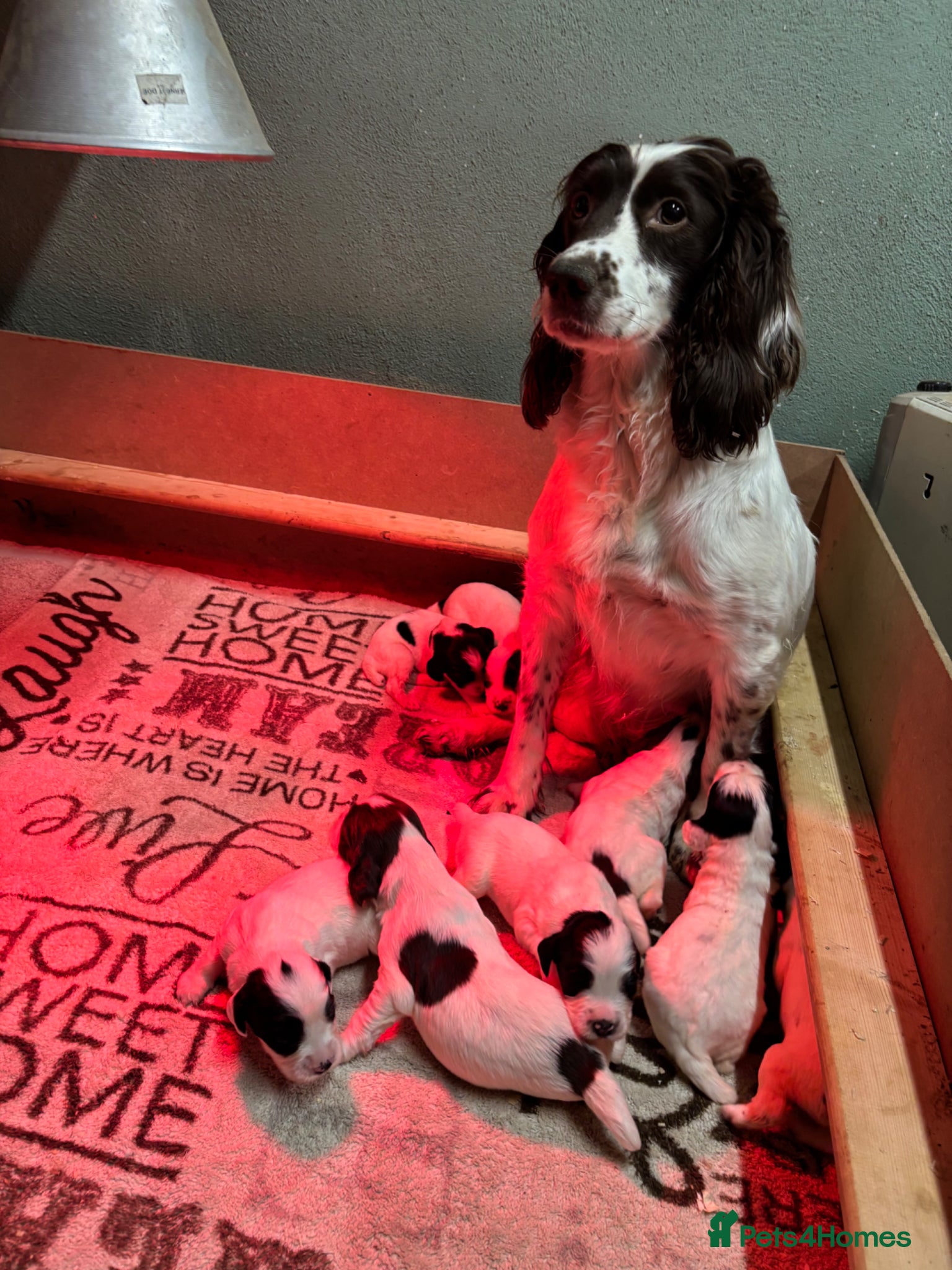 English Springer Spaniel dogs Working springer spaniel puppies for sale  - Advert 1