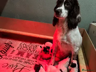English Springer Spaniel dogs Working springer spaniel puppies for sale - Advert 3