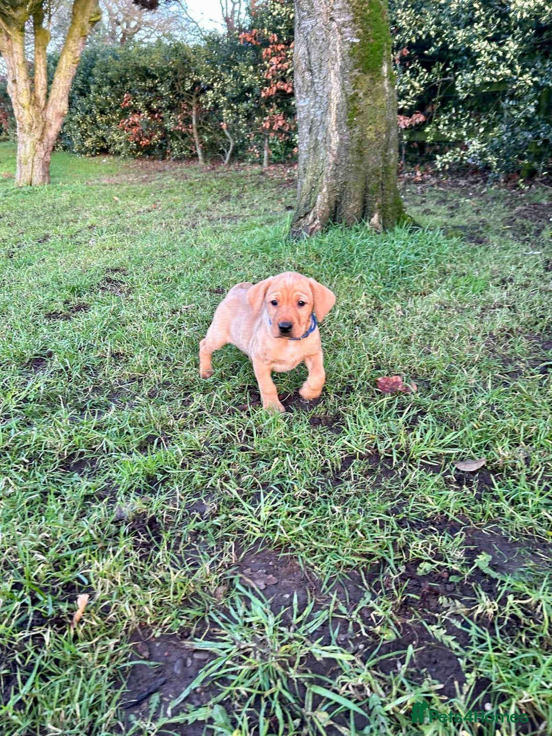 Mixed Breed dogs for sale: Stunning quality Vizslador puppies  - Advert 7
