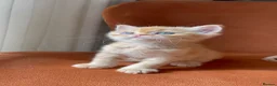 Persian cats for sale: Two beautiful Persian kittens  - Advert 1