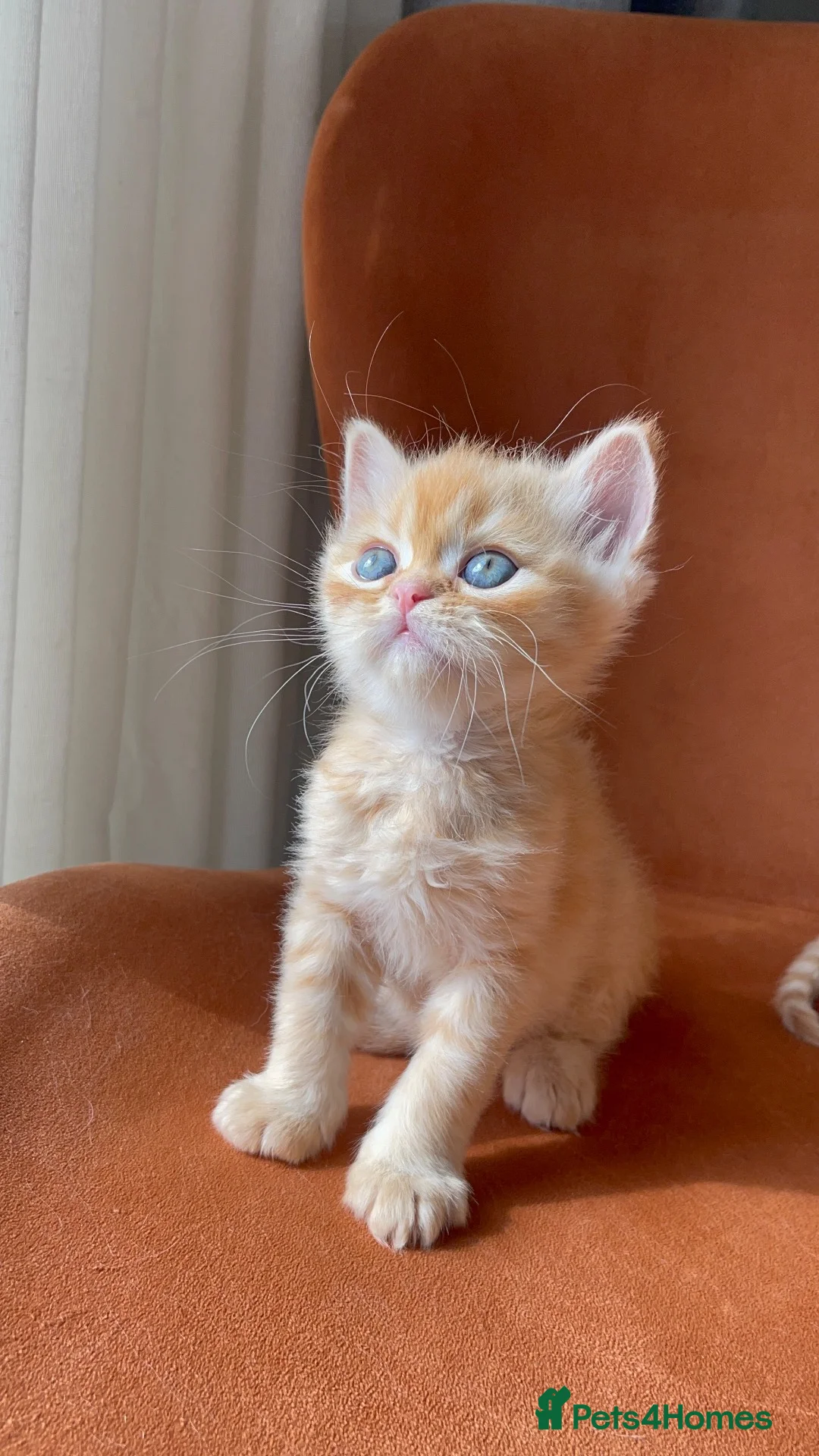 Persian cats for sale: Two beautiful Persian kittens  - Advert 1