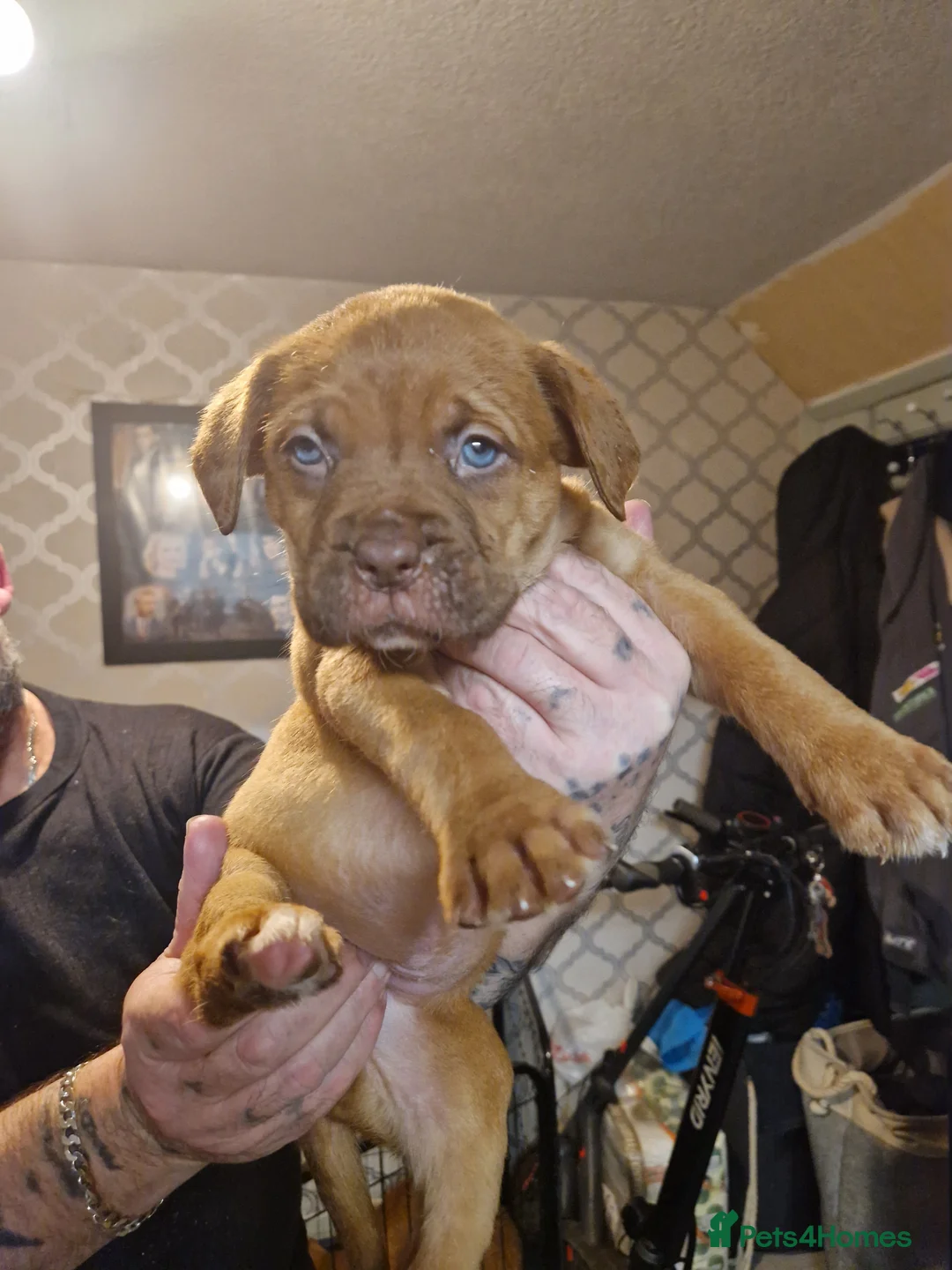 Dogue De Bordeaux dogs for sale: Dogue de bordeaux puppies - Advert 2