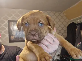 Dogue De Bordeaux dogs Dogue de bordeaux puppies - Advert 11