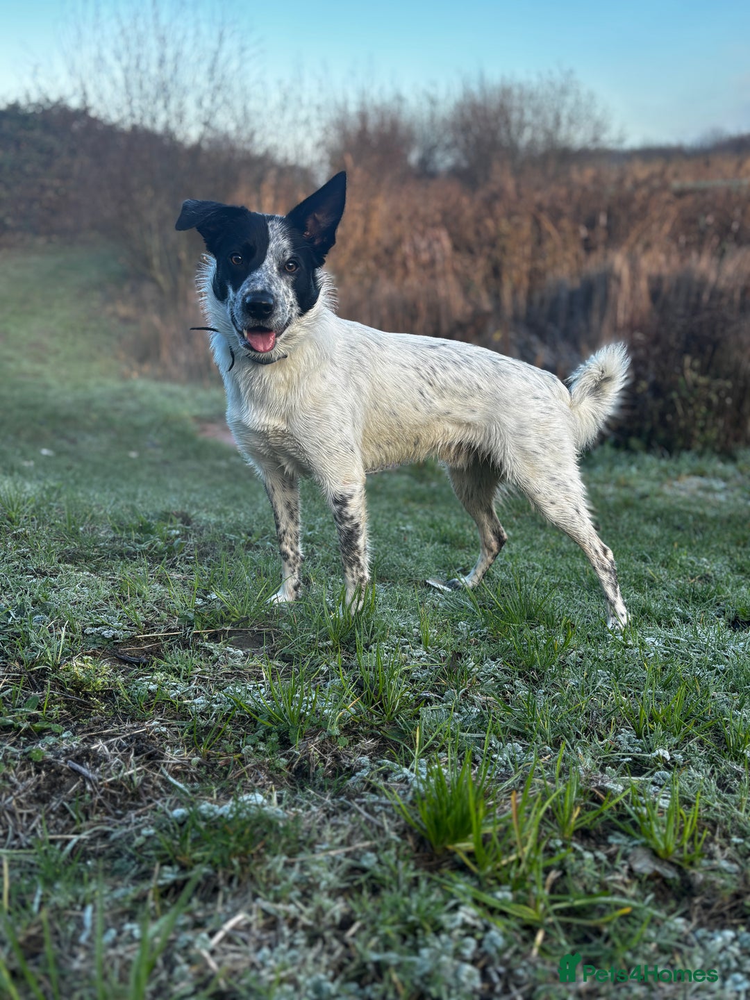 Border Collie dogs for stud: Border collie stud available  - Advert 2