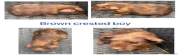 Guinea Pig rodents for sale: X8 baby boy/boar/male guinea pigs ready now.  - Advert 7