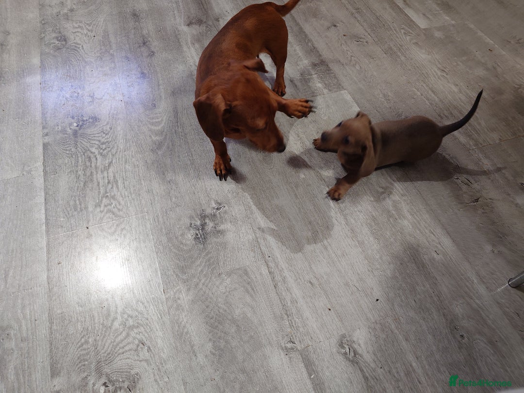 Miniature Dachshund dogs for sale: Beautiful girl, miniature dachshund  - Advert 7