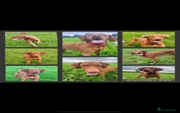 Hungarian Vizsla dogs for sale: Gorgeous KC reg Hungarian Vizsla puppies - Image 25