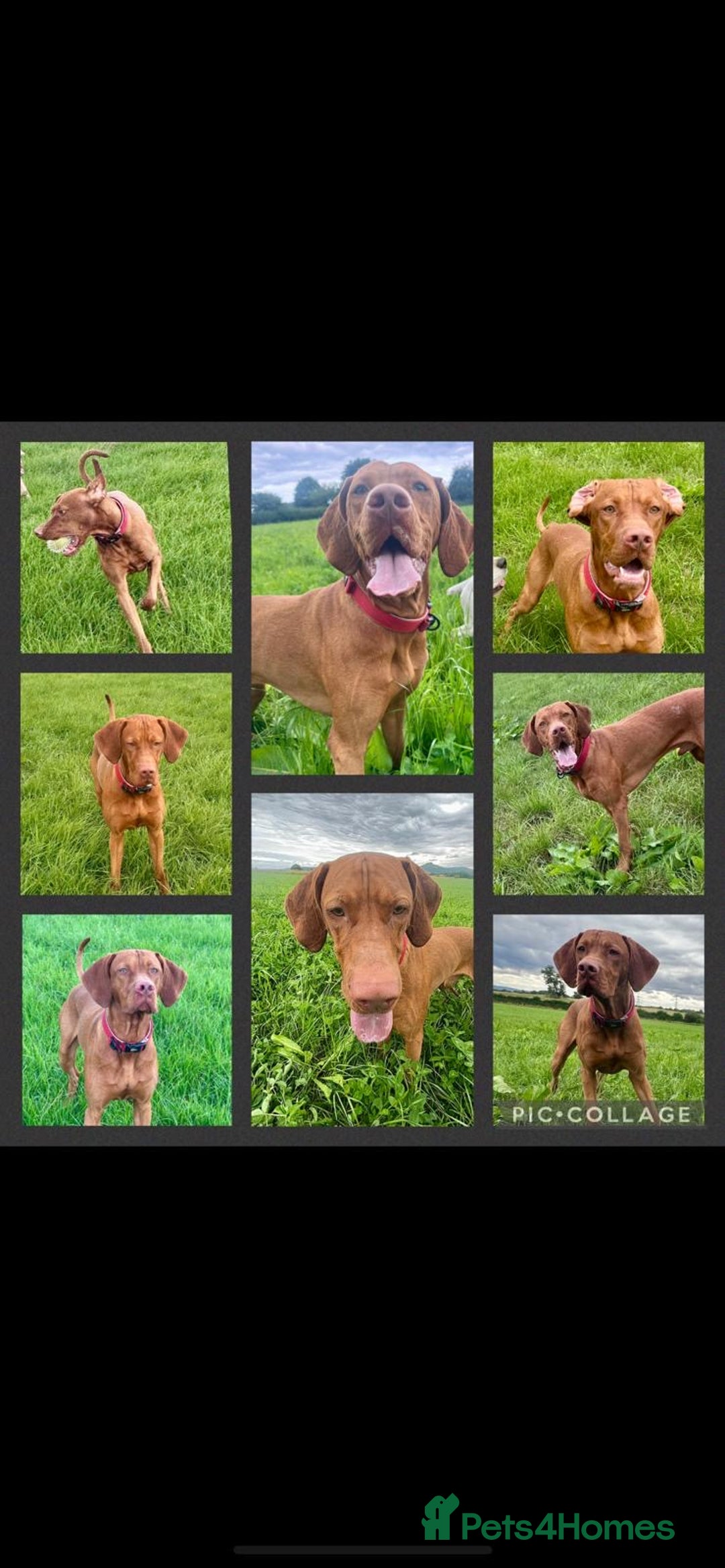 Hungarian Vizsla dogs for sale: Gorgeous KC reg Hungarian Vizsla puppies - Image 25