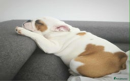 English Bulldog dogs for sale: Molly looking for new home - Advert 4