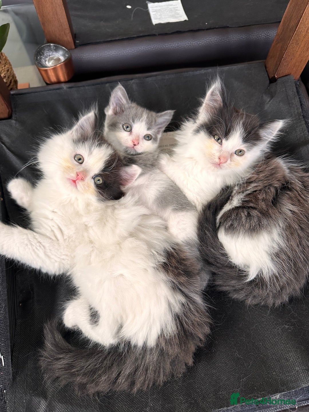 Mixed Breed cats for sale: 2 girls and 1 boy is available for re homing  - Advert 9