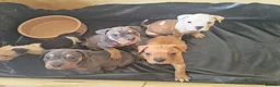 Mixed Breed dogs for sale: American bull cross old tyme  in Skegness - Advert 17