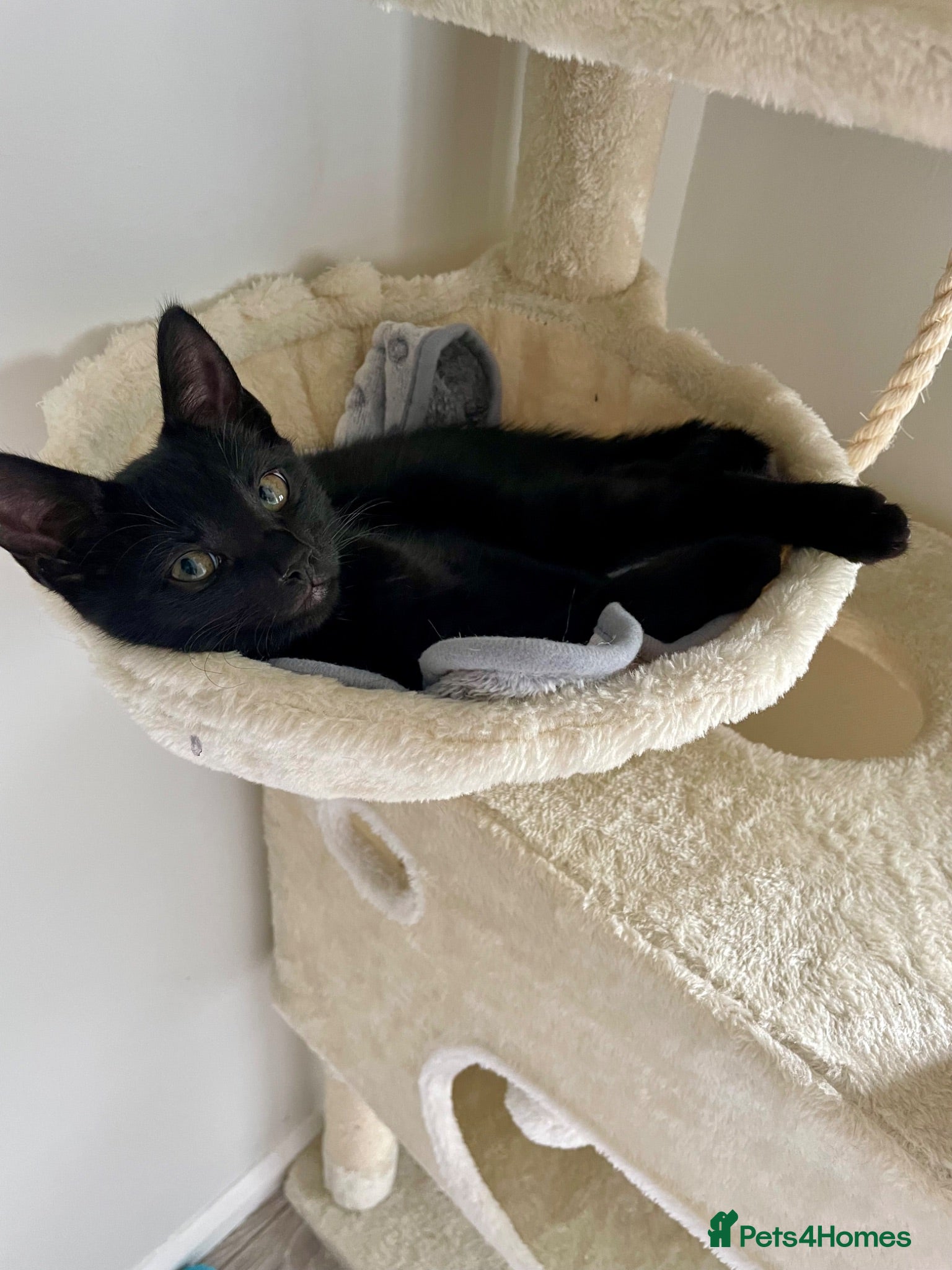 Mixed Breed cats 1 male ready now - Advert 8