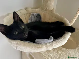 Mixed Breed cats 1 male ready now - Advert 2