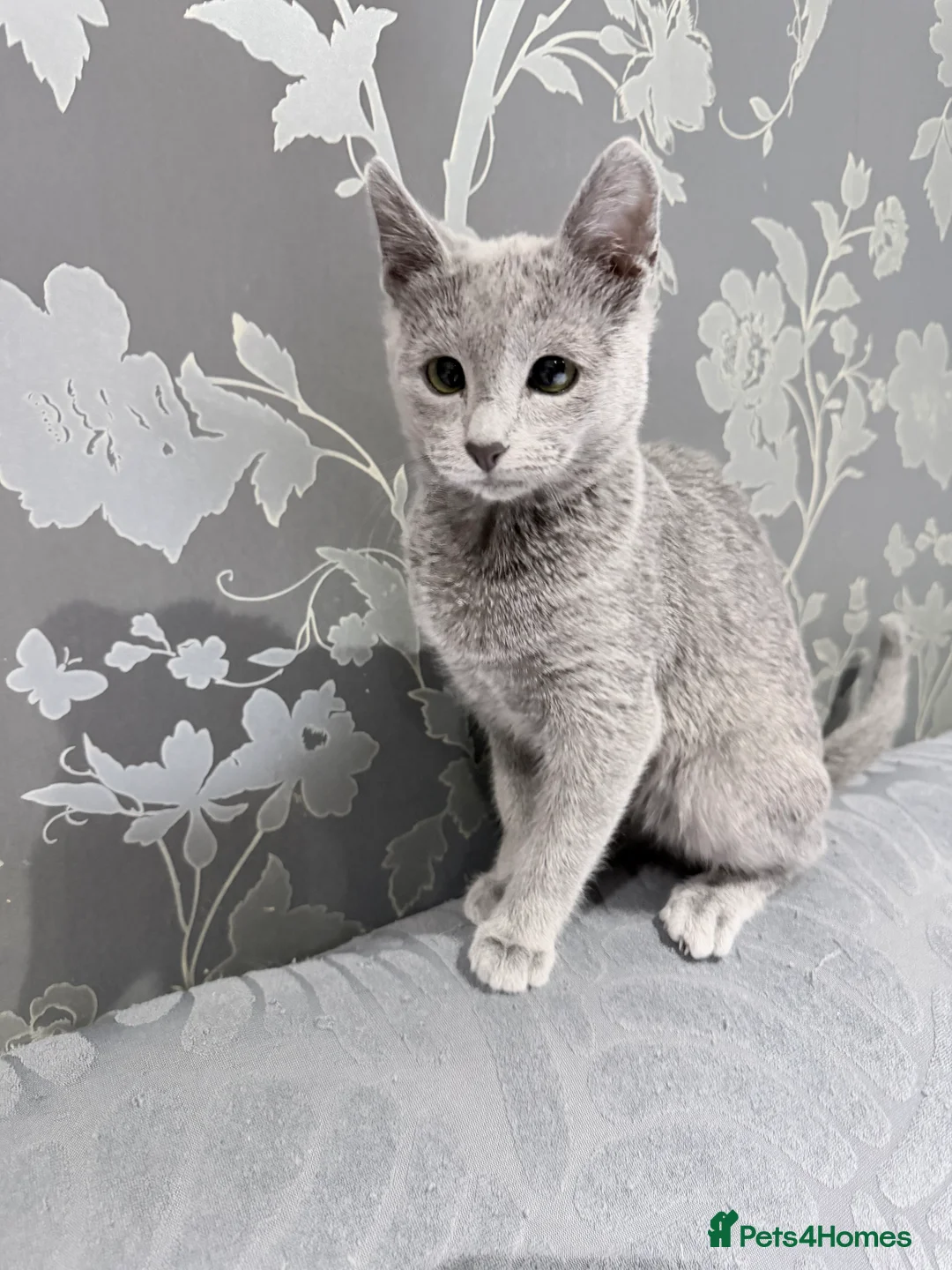 Russian Blue cats for sale: Adorable Russian blue kitten champion bloodline - Advert 17