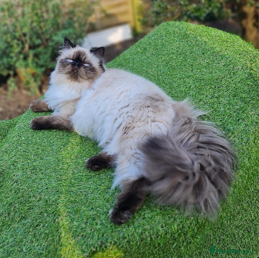 Persian cats for stud: Persian Boy for Stud - Advert 3